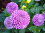 იასამნისფერი Dahlia ბაღის ყვავილები ფოტო