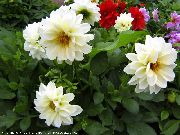 blanco Dalia Flores del Jardín foto