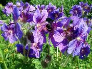 lilla Hardfør Geranium, Vill Geranium Hage Blomster bilde