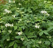 blanco Virginia Waterleaf Flores del Jardín foto