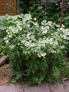 foto vit Blomma Virginia Waterleaf