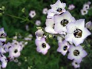 blanco Gilia, Ojos De Pájaro Flores del Jardín foto