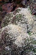 foto hvid Blomst Gypsophila Aretioides