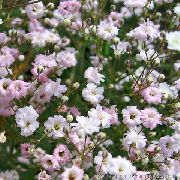 pembe Gypsophila Bahçe çiçekleri fotoğraf