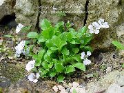 blanco Oreja De Ratón Gypsophila Flores del Jardín foto