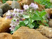 ფოტო იასამნისფერი ყვავილების Mouse-ყური Gypsophila