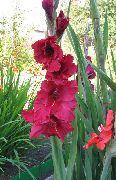 czerwony Mieczyk (Gladiolus) Kwiaty ogrodowe zdjęcie