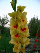 keltainen Gladiolus Puutarhan Kukat kuva