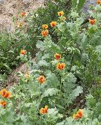 apelsin Hav Vallmo, Behornade Vallmo Trädgård blommor foto