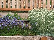 fotografie albastru deschis Floare Glob Daisy