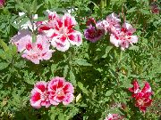 roze Atlasflower, Afscheid-To-Lente, Godetia Tuin Bloemen foto