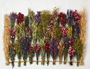 foto geel Bloem Globe Amarant