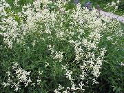 fénykép fehér  Óriás Fleeceflower, Fehér Színű Gyapjú Virág, Fehér Sárkány