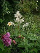 blanco Fleeceflower Gigante, Flor Blanca Lana, Dragón Blanco  foto