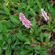 foto Himalaya Duizendknoop, Himalaya Fleece Bloem 