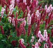 винен Хималайската Knotweed, Хималайски Руно Цвете  снимка