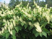 blanco Knotweed Gigante Flores del Jardín foto