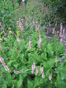 foto Mountain Fleece Bloem