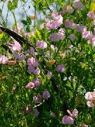 różowy Groszek Kwiaty ogrodowe zdjęcie