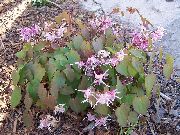 იასამნისფერი Longspur Epimedium, Barrenwort ბაღის ყვავილები ფოტო