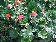 foto Avens, Geum Bloem