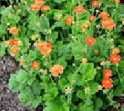 apelsin Avens, Geum Trädgård blommor foto