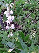 blanco Gaulteria Flores del Jardín foto