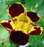 фото күрең Гүл Mimulus Гибридті (Mimulyus)