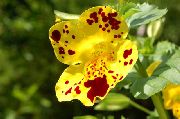 фото сары Гүл Mimulus Гибридті (Mimulyus)