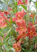 foto Sticky Monkeyflower Bloem