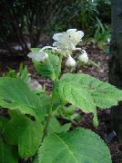 valkoinen Deinanthe Puutarhan Kukat kuva