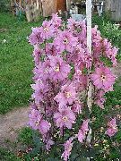 roze Delphinium Tuin Bloemen foto