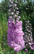 იასამნისფერი Delphinium ბაღის ყვავილები ფოტო