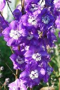 lilla Delphinium Hage Blomster bilde