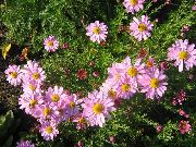 różowy Siberian Chryzantema (Dendrantema) Kwiaty ogrodowe zdjęcie