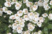 balts Diascia, Twinspur Dārza Ziedi foto