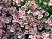 foto Diascia, Twinspur Bloem