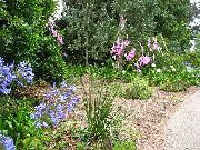 roze Engel Hengel, Fee Toverstokje, Wandflower Tuin Bloemen foto