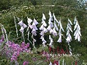 balts Eņģeļa Makšķere, Pasaku Zizlis, Wandflower Dārza Ziedi foto