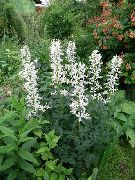 valkoinen Kaasu Kasvi, Palavan Pensaan Puutarhan Kukat kuva