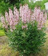 pembe Gaz Tesisi, Yakma Çalı Bahçe çiçekleri fotoğraf