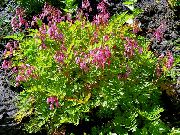 foto Asiņošana Sirds, Dicentra Zieds