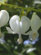 blanc Bleeding Heart, Dicentra Fleurs Jardin photo
