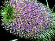 იასამნისფერი Teasel ბაღის ყვავილები ფოტო