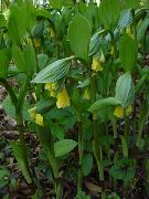 foto Pasaku Zvaniņi Zieds