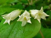 valkoinen Keiju Kelloja Puutarhan Kukat kuva