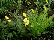       ,  ,  ,    Doronicum orientale.