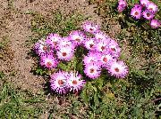 zdjęcie różowy Kwiat Doroteantus (Mesembryanthemum Margaritotsvetkovy)