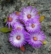 zdjęcie liliowy Kwiat Doroteantus (Mesembryanthemum Margaritotsvetkovy)
