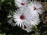 zdjęcie biały Kwiat Doroteantus (Mesembryanthemum Margaritotsvetkovy)